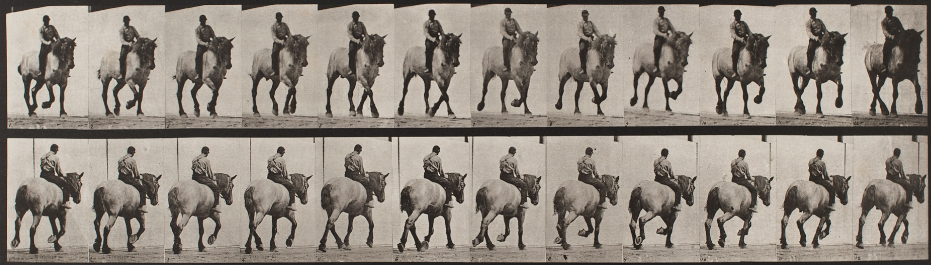 Eadweard Muybridge, Deska 599, Pohyb zvířat: "Dusel" klusající na holém hřbetě, 1872-1885 / vytištěno 1887, Zdroj: Artsy